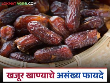 खजूर केवळ उपवासाला नको तर रोज खा; तुमच्या आरोग्यास होतील 'हे' दहा फायदे - Marathi News | Don't eat dates only during fasting, eat them every day; these ten benefits will be there for your health | Latest News at Lokmat.com खजूर केवळ उपवासाला नको तर रोज खा; तुमच्या आरोग्यास होतील 'हे' दहा फायदे - Marathi News | Don't eat dates only during fasting, eat them every day; these ten benefits will be there for your health | Latest News at Lokmat.com