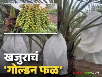 Farmer Success Story: 'लंडन रिटर्न' तरुण शेतकऱ्याचा खजुर शेतीत धमाका; थेट ४० लाखांचं उत्पन्न! वाचा सविस्तर - Marathi News | latest news Farmer Success Story: 'London Return' young farmer's experiment in date farming; Direct income of Rs 40 lakhs! Read in detail | Latest News at Lokmat.com