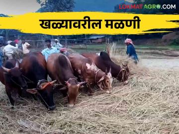 पारंपरिक मळणीसाठीचे खळे कुठे दिसेनासे झालीत.. कशी केली जायची खळ्यावर मळणी - Marathi News | Traditional threshing disappear.. How to do threshing on on floor by traditional method | Latest News at Lokmat.com