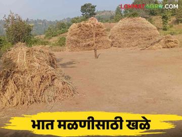 Paddy Harvesting : पारंपरिक भात मळणीसाठी खळे कसे तयार करतात? जाणून घ्या सविस्तर  - Marathi News | Latest News Agriculture News How are threshing floors prepared for traditional rice harvesting Know in detail  | Latest News at Lokmat.com