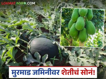 Farmer Success Story : मुरमाड माळरानावरून समृद्ध शेतीकडे यशस्वी झेप वाचा सविस्तर - Marathi News | latest news Farmer Success Story: Murmad's successful leap from Malrana to prosperous agriculture Read in detail | Latest News at Lokmat.com