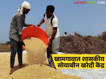 APMC Market : शेतकऱ्यांसाठी खुशखबर! खामगावात सुरू होणार सोयाबीन हमीभाव खरेदी वाचा सविस्तर - Marathi News | latest news APMC Market: Good news for farmers! Soybean purchase at guaranteed price to start in Khamgaon Read in detail | Latest News at Lokmat.com