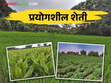 Farmer Success Story: यांत्रिक अवजाराचे महत्त्व उमगले अन् शेतीचे तंत्र सुलभ झाले - Marathi News | Farmer Success Story: Importance of mechanical tools & techniques emerged and farming operation became easier | Latest News at Lokmat.com