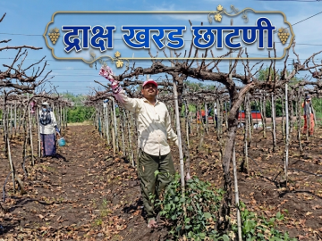 Kharad Chatani : काडी पक्वता आणि सशक्त फुटीसाठी द्राक्ष खरड छाटणी महत्वाची, असे करा व्यवस्थापन  - Marathi News | Latest News Grape pruning is important for grapevine maturity and strong fruiting, do this management | Latest smart-farming News at Lokmat.com