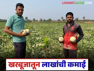 दोघा चुलत भावांनी एकत्र येत केला खरबूज शेतीचा यशस्वी प्रयोग; दोन महिन्यांत ११ लाखांची कमाई - Marathi News | Two cousins came together and successfully experimented with melon farming; earned Rs 11 lakh in two months | Latest News at Lokmat.com