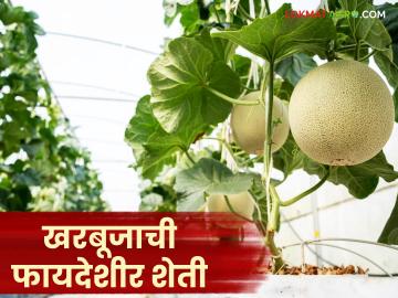 Kharbuj Farming : कमी वेळेत जास्त उत्पादन देणारी खरबुजाची शेती, बियाण्यांची ऑनलाईन खरेदी करा!  - Marathi News | Latest News Kharbuj farming Melon farming that gives high yields in less time, buy seeds online! | Latest News at Lokmat.com