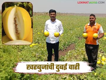 दुष्काळावर मात करत दोन तरुण शेतकऱ्यांनी फुलवली रंगीत खरबुजांची शेती त्यांची दुबईमध्ये ख्याती - Marathi News | Overcoming drought, two young farmers flourish with colorful musk melons, making them famous in Dubai | Latest News at Lokmat.com