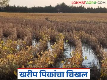 Marathwada Rain Update : मराठवाड्यात अतिवृष्टीचा कहर; खरीप पिकांचा चिखल वाचा सविस्तर - Marathi News | latest news Marathwada Rain Update: Heavy rain wreaks havoc in Marathwada; Kharif crops in mud Read in detail | Latest News at Lokmat.com