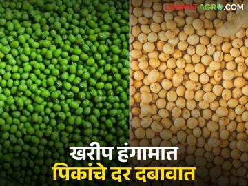 Kharif Crop Price Trends : खरीप हंगामात पिकांचे दर दबावात; मूग, सोयाबीनला मोठा फटका वाचा सविस्तर - Marathi News | latest news Kharif Crop Price Trends: Crop prices under pressure in Kharif season; Moong, soybean hit hard | Latest News at Lokmat.com