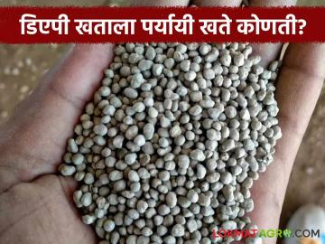 शेतकऱ्यांनो खरिपासाठी डिएपी खत मिळालं नाही तर चिंता करू नका; वापरा ही पर्यायी खते - Marathi News | Farmers, if you don't get DAP fertilizer for Kharif, don't worry; use these alternative fertilizers | Latest News at Lokmat.com शेतकऱ्यांनो खरिपासाठी डिएपी खत मिळालं नाही तर चिंता करू नका; वापरा ही पर्यायी खते - Marathi News | Farmers, if you don't get DAP fertilizer for Kharif, don't worry; use these alternative fertilizers | Latest News at Lokmat.com