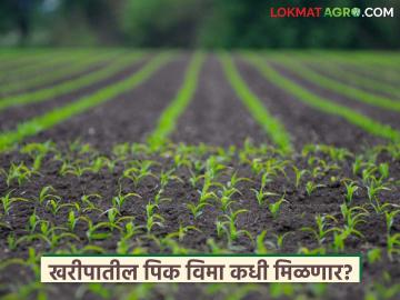 पिक विम्याच्या मदतीसाठी पुन्हा तोच निकष; आता 'या' प्रयोगांच्या आधारे मिळणार नुकसान भरपाई - Marathi News | Same criteria again for crop insurance assistance; Now compensation will be given based on 'these' experiments | Latest News at Lokmat.com