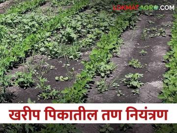खरीप पिकांतील तण नियंत्रणास करू नका दुर्लक्ष; अन्यथा साधणार नाही उत्पादनाचे लक्ष - Marathi News | Do not neglect weed control in kharif crops otherwise the yield will not be achieved | Latest News at Lokmat.com खरीप पिकांतील तण नियंत्रणास करू नका दुर्लक्ष; अन्यथा साधणार नाही उत्पादनाचे लक्ष - Marathi News | Do not neglect weed control in kharif crops otherwise the yield will not be achieved | Latest News at Lokmat.com