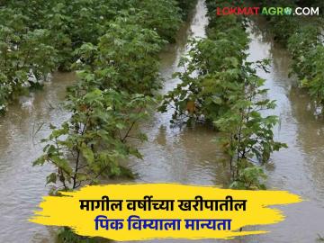 Kharif Pik Vima : गेल्या वर्षीची खरीपातील नुकसानभरपाई तीन दिवसांत थेट शेतकऱ्यांच्या खात्यात जमा होणार - Marathi News | Kharif Pik Vima : Last year's kharif compensation will be directly credited to farmers' accounts within three days | Latest News at Lokmat.com