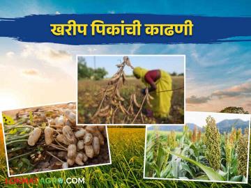 Kharif Crops :सोयाबीन, ज्वारी, मका, भात या खरीप पिकांची काढणी कधी करावी? वाचा सविस्तर - Marathi News | Latest News Kharif Crops When to harvest Kharif crops such as Soybean, Sorghum, Rice see details | Latest News at Lokmat.com Kharif Crops :सोयाबीन, ज्वारी, मका, भात या खरीप पिकांची काढणी कधी करावी? वाचा सविस्तर - Marathi News | Latest News Kharif Crops When to harvest Kharif crops such as Soybean, Sorghum, Rice see details | Latest News at Lokmat.com