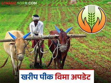 Kharip Pik Vima : खरीप पीकविमा अग्रीम वाटप नेमका कुठे अडकला? सरकार की पीक विमा कंपन्याकडे?  - Marathi News | Latest News Kharip Pik Vima Yojana Where exactly is Kharif crop insurance advance distribution stuck | Latest News at Lokmat.com