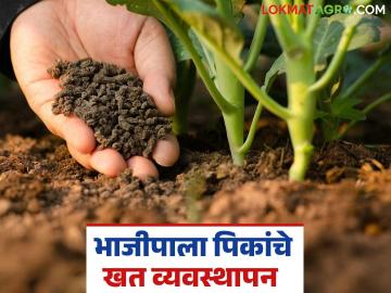 Vegetable Management : वेलवर्गीय भाजीपाला पिकांचे खत व्यवस्थापन कसे कराल? जाणून घ्या सविस्तर - Marathi News | Latest News bhajipala lagvad How to manage fertilizer for vegetable crops Learn in detail | Latest News at Lokmat.com Vegetable Management : वेलवर्गीय भाजीपाला पिकांचे खत व्यवस्थापन कसे कराल? जाणून घ्या सविस्तर - Marathi News | Latest News bhajipala lagvad How to manage fertilizer for vegetable crops Learn in detail | Latest News at Lokmat.com