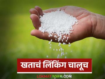 युरिया पाहिजे तर ही खते घ्यावी लागतील; खतांचे लिंकिंग काही केल्या थांबेना - Marathi News | If you want urea, you will have to buy these fertilizers; Linking of fertilizers will not be stopped at any cost | Latest News at Lokmat.com