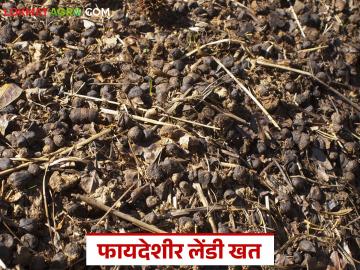 शेणखताऐवजी लेंडीखत वापरल्यास उत्पादनात वाढ होते का? जाणून घ्या सविस्तर  - Marathi News | Latest News Does using manure instead of cow dung increase production raed in detail | Latest farming-ideas News at Lokmat.com