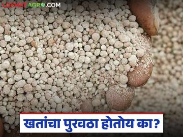 सरकार म्हणतंय, यंदाच्या हंगामात खतांची कोणतीही कमतरता भासली नाही, पहा आकडेवारी काय सांगते?  - Marathi News | Latest News no shortage of fertilizers kharip and rabbi season, see what the statistics say | Latest News at Lokmat.com