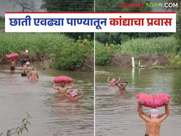 छाती एवढ्या पाण्यातून कांदा आणला विक्रीला; यंदा तरी आमच्या कष्टाचं सोनं होणार का? - Marathi News | Onions stored in the kanda chal transport through human labor in the full of water; this year got good market? | Latest News at Lokmat.com छाती एवढ्या पाण्यातून कांदा आणला विक्रीला; यंदा तरी आमच्या कष्टाचं सोनं होणार का? - Marathi News | Onions stored in the kanda chal transport through human labor in the full of water; this year got good market? | Latest News at Lokmat.com