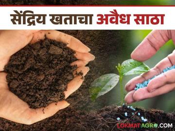 organic fertilizer : मोर्शी तालुक्यात सेंद्रिय खताचा अवैध साठा प्रकरणी एफआयआर केव्हा? वाचा सविस्तर - Marathi News | organic fertilizer: When will the FIR be filed in the case of illegal storage of organic fertilizer in Morshi taluka? Read in detail | Latest News at Lokmat.com