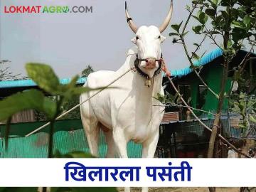 Khilar खिलार बैलाला स्पर्धेसाठी व शर्यतीसाठी मोठी मागणी - Marathi News | Khilar Bull is in great demand for competition and racing | Latest News at Lokmat.com Khilar खिलार बैलाला स्पर्धेसाठी व शर्यतीसाठी मोठी मागणी - Marathi News | Khilar Bull is in great demand for competition and racing | Latest News at Lokmat.com