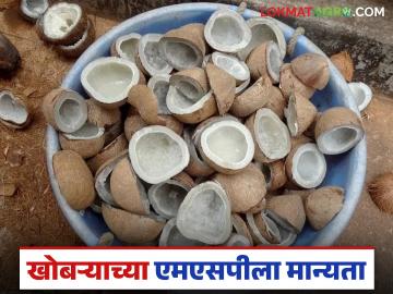 Coconut MSP : खोबऱ्याच्या MSP ला मंजुरी, आता किसलेल्या अन् गोटा खोबऱ्याच्या किंमती कशा राहतील? - Marathi News | Latest News Minimum Support Price (MSP) for coconut approved for the 2026 season | Latest News at Lokmat.com Coconut MSP : खोबऱ्याच्या MSP ला मंजुरी, आता किसलेल्या अन् गोटा खोबऱ्याच्या किंमती कशा राहतील? - Marathi News | Latest News Minimum Support Price (MSP) for coconut approved for the 2026 season | Latest News at Lokmat.com