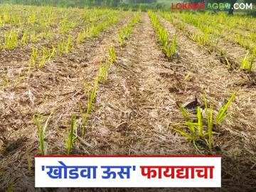 खोडवा उसाचे पिक घेतल्याने उत्पादन खर्चात कशी होते मोठी बचत? वाचा सविस्तर - Marathi News | How does growing ratoon sugarcane crop for maximum savings in production costs? Read in detail | Latest News at Lokmat.com खोडवा उसाचे पिक घेतल्याने उत्पादन खर्चात कशी होते मोठी बचत? वाचा सविस्तर - Marathi News | How does growing ratoon sugarcane crop for maximum savings in production costs? Read in detail | Latest News at Lokmat.com
