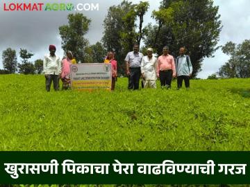 Agriculture News : खुरासणीचे फुले वैतरणा वाण शेतकऱ्यांना फायदेशीर, वाचा सविस्तर  - Marathi News | Latest News Agriculture News Khurasani fule Vaitrana variety beneficial for farmers, read in detail  | Latest News at Lokmat.com