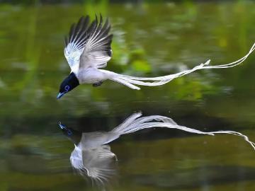 दुर्मीळ एशियन पॅराडाइजचे दैठणा परिसरात दर्शन ! - Marathi News | Darshan of a rare Asian paradise in Daithana area! | Latest News at Lokmat.com