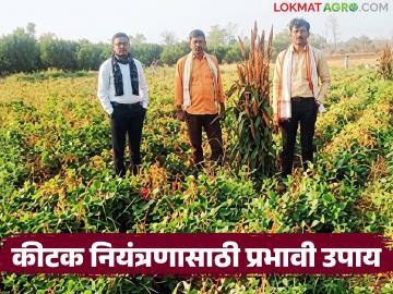 चतुर शेतकरी! पक्षांकडून करतो कीटक नियंत्रण, वाशिमच्या शेतकऱ्याचा अभिनव प्रयोग यशस्वी