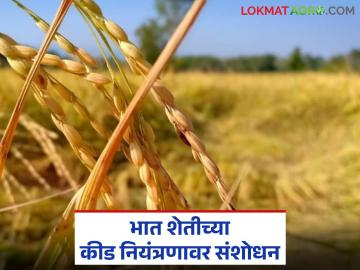 दोन वर्षे अभ्यास, भातावरील कीड नियंत्रणावर संशोधन, नाशिकच्या भूमिपुत्राची कमाल - Marathi News | Latest News paddy farming Research on pest control in rice farming, success of Dr. Sanket Mahajan of Nashik | Latest News at Lokmat.com दोन वर्षे अभ्यास, भातावरील कीड नियंत्रणावर संशोधन, नाशिकच्या भूमिपुत्राची कमाल - Marathi News | Latest News paddy farming Research on pest control in rice farming, success of Dr. Sanket Mahajan of Nashik | Latest News at Lokmat.com