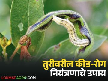उत्पन्न वाढीसाठी तुरीवरील कीड-रोग नियंत्रणाचे तातडीचे उपाय काय कराल, वाचा सविस्तर 