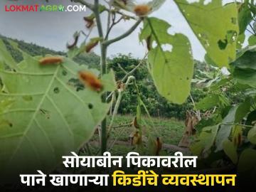 सोयाबीन पिकावरील पाने खाणाऱ्या किडींचे व्यवस्थापन कसे कराल? वाचा सविस्तर  - Marathi News | How to manage leaf-eating insects on soybean crops? Read in detail | Latest News at Lokmat.com सोयाबीन पिकावरील पाने खाणाऱ्या किडींचे व्यवस्थापन कसे कराल? वाचा सविस्तर  - Marathi News | How to manage leaf-eating insects on soybean crops? Read in detail | Latest News at Lokmat.com