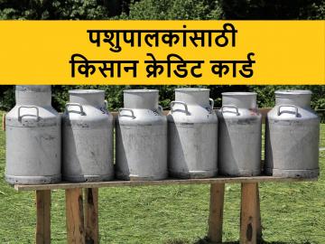 Kisan credit card: किसान क्रेडिट कार्ड’मुळे पशुसंवर्धन व्यवसायाला संजीवनी, तुम्ही काढले का? - Marathi News | Revival of Animal Husbandry Business with 'Kisan Credit Card' | Latest News at Lokmat.com