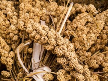 भरडधान्यावर प्रक्रीया का आवश्यक आहे? कशी करतात? - Marathi News | Why is processing necessary on bulk grains? how to do it? | Latest News at Lokmat.com भरडधान्यावर प्रक्रीया का आवश्यक आहे? कशी करतात? - Marathi News | Why is processing necessary on bulk grains? how to do it? | Latest News at Lokmat.com