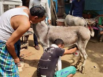ऐकावे ते नवलच! गाढविणीचे दूध १५ हजार रुपये लिटर - Marathi News | It's amazing to hear! Donkey milk 15 thousand rupees liter | Latest News at Lokmat.com