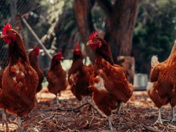 गावरान कोंबडीपालनातून वर्षाला साडेतीन लाखांचा नफा, तरुणाची बेरोजगारीवर मात - Marathi News | Profit of three and a half lakhs per year from Gavran Poultry Farming | Latest News at Lokmat.com