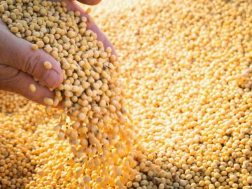 २ एकरात सोयाबीन ओमकार वाणाचे २८ क्विंटल उत्पादन - Marathi News | 28 quintal yield of Soybean Omkar variety from 2 acres | Latest News at Lokmat.com