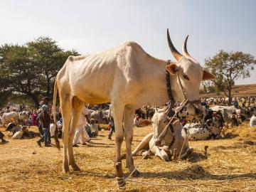 बळीराजाचा झाला नाइलाज, दीड लाखाची सर्जा-राजाची जोडी विकावी लागतेय सव्वालाखात - Marathi News | Baliraja's failed, Sarja-Raja's pair worth one and a half lakhs has to be sold in Savvalakh | Latest News at Lokmat.com