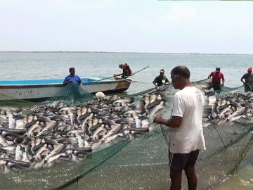 दक्षिण, पूर्व भारताासह मुंबई, गुजरातमध्ये मासे पकडण्याचे प्रमाण वाढले - Marathi News | Catches increased in South, East India along with Mumbai, Gujarat | Latest News at Lokmat.com दक्षिण, पूर्व भारताासह मुंबई, गुजरातमध्ये मासे पकडण्याचे प्रमाण वाढले - Marathi News | Catches increased in South, East India along with Mumbai, Gujarat | Latest News at Lokmat.com