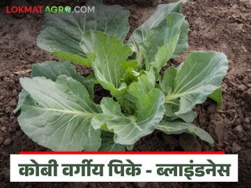 कोबीवरील असा रोग ज्यामध्ये गड्डा किंवा कोबी तयार होत नाही, जाणून घ्या सविस्तर - Marathi News | Latest news Kobi Lagvad problem of 'blindness' or barren plants in cabbage crops | Latest News at Lokmat.com कोबीवरील असा रोग ज्यामध्ये गड्डा किंवा कोबी तयार होत नाही, जाणून घ्या सविस्तर - Marathi News | Latest news Kobi Lagvad problem of 'blindness' or barren plants in cabbage crops | Latest News at Lokmat.com