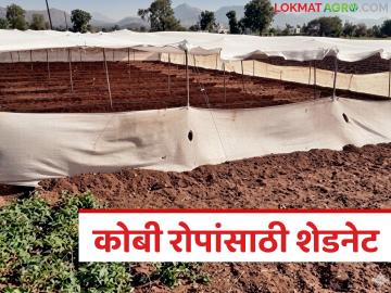 उगवण क्षमतेत घट, उन्हापासून कोबीचे रोप वाचविण्यासाठी शेडनेटचे कव्हर, वाचा सविस्तर - Marathi News | Latest News Shade net cover to protect cabbage seedlings from the sun read in details | Latest farming-ideas News at Lokmat.com