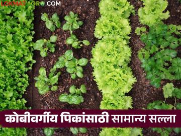 Agriculture News : कोबीवर्गीय पिकांसाठी सामान्य सल्ला, जाणून घ्या सविस्तर   - Marathi News | Latest News Agriculture News General advice for cabbage crops, know in detail | Latest News at Lokmat.com