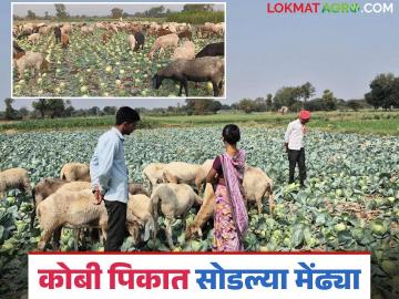 Agriculture News : कोबीला 50 पैशांचा दर, शेतकऱ्याने उभ्या पिकात मेंढ्या सोडल्या, वाचा सविस्तर  - Marathi News | Latest News Cabbage price is 50 paise, farmer leaves sheep in kobi crop, read in detail | Latest News at Lokmat.com