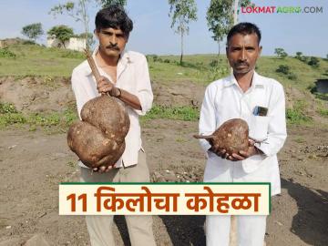 अकोले तालुक्यात सापडला अकरा किलोचा 'हा' दुर्मीळ कंद; जाणून घ्या सविस्तर - Marathi News | 'This' rare tuber weighing 11 kg found in Akole taluka; Know the details | Latest News at Lokmat.com