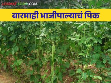 शाश्वत उत्पन्नासाठी बारमाही उत्पादन देणारं हे भाजीपाल्याचं पिक घ्या - Marathi News | Grow this perennial vegetable crop for sustainable income through out year | Latest News at Lokmat.com शाश्वत उत्पन्नासाठी बारमाही उत्पादन देणारं हे भाजीपाल्याचं पिक घ्या - Marathi News | Grow this perennial vegetable crop for sustainable income through out year | Latest News at Lokmat.com