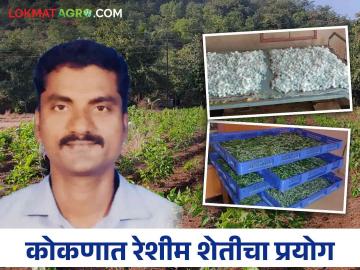Farmer Success Story: मुंबईला केला राम राम धरली गावाची वाट अन् रेशीम शेतीत केली कमाल - Marathi News | left job from Mumbai and move to village get good profit in sericulture | Latest News at Lokmat.com