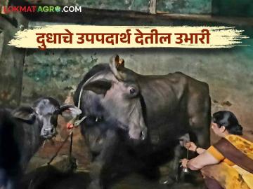 शेतकऱ्याच्या अर्थकारणाला उभारी देणारा कोल्हापूर दूध व्यवसायाचा हटके पॅटर्न - Marathi News | A unique pattern of Kolhapur milk business that boosts the farmer's economy | Latest News at Lokmat.com