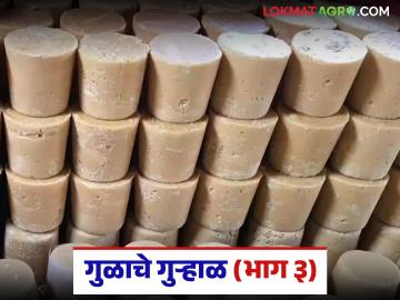 परदेशात कोल्हापुरी गुळापेक्षा कर्नाटकी गुळालाच अधिक पसंती; काय आहेत कारणं? - Marathi News | Karnataka jaggery is preferred more than Kolhapuri jaggery abroad; What are the reasons? | Latest News at Lokmat.com परदेशात कोल्हापुरी गुळापेक्षा कर्नाटकी गुळालाच अधिक पसंती; काय आहेत कारणं? - Marathi News | Karnataka jaggery is preferred more than Kolhapuri jaggery abroad; What are the reasons? | Latest News at Lokmat.com